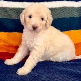 Cream Female (pink collar) - Cream female Poodle puppy in Mendenhall, Mississippi from Red Bayou Kennels, LLC