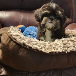 Mr. Sweetie Pie - Tricolor male Shih Tzu puppy in Cartersville, Georgia from 100 Acre Woods Shih Tzu Plantation