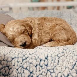 Goldendoodle Puppies from The Doodle Grove