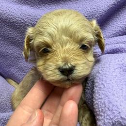 Goldie - Apricot female Maltipoo puppy in Alexander, Arkansas from Durham's Designer Poos