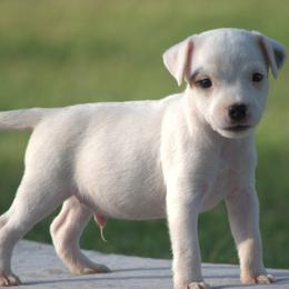 Drake - Tri-color male Jack Russell Terrier puppy in Menifee, California from Wendover Terriers