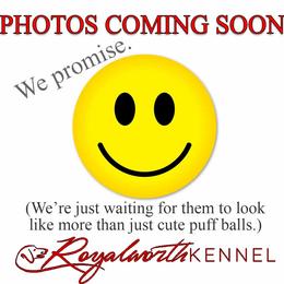 Princess - Cream female Dachshund puppy in Inverness, Florida from Royalworth Kennel
