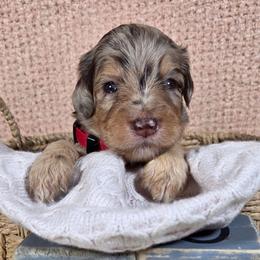 Cinnamon - Brown merle female Aussiedoodle puppy in Haleyville, Alabama from The Cuddly Dood Ranch