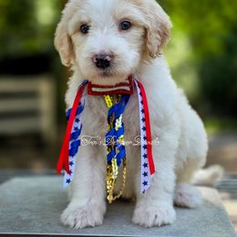 Cirrus - Cream male Goldendoodle puppy in Centreville, Mississippi from Trin's Designer Doodles
