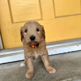 Peanut Butter - Apricot female Goldendoodle puppy in Montgomery, Texas from Dacus Doodles