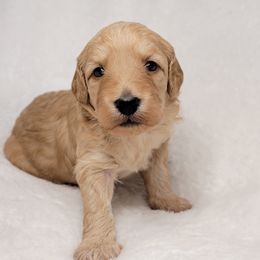Goldendoodle Puppies from Lake Village Doodles