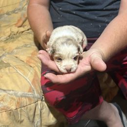Myrtle - Red merle female Australian Shepherd puppy in Defuniak Springs, Florida from Blue Cypress Stock dogs
