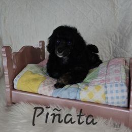 Piñata - Phantom female Poodle puppy in Poplar Bluff, Missouri from Jazzy's Standards poodles