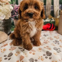 Gabe - Red male Cavapoo puppy in Lebanon, Missouri from Leerose Puppies