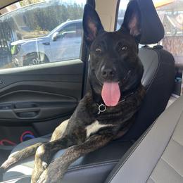 Belgian Malinois and xDutch Shepherd All Grown Up from Alliance K9