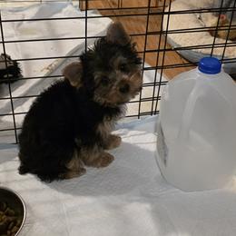 Boy 1 - Blue and gold male Yorkshire Terrier puppy in Colton, Oregon from Yorkies & More R US