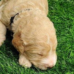 Black collar - Cream male Goldendoodle puppy in Willow Springs, Missouri from Todd Family Homestead