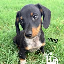 Ying - Black and tan male Dachshund puppy in Lexington, Oklahoma from BooneDox Miniature Dachshunds