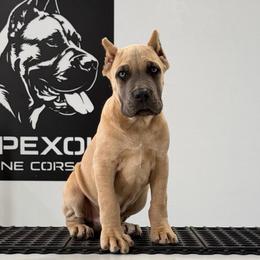 Male 2 - Gray and fawn male Cane Corso puppy in Cashion, Oklahoma from APEXOK Cane Corsos
