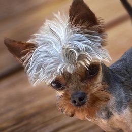 Boushe - Yorkshire Terrier