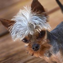 Boushe - Yorkshire Terrier