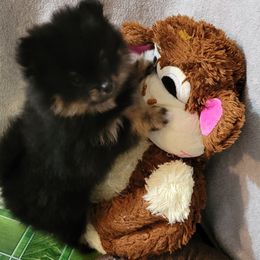 Pomeranian Puppies from Pawsome Poms