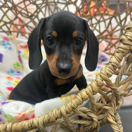 Mila - Black and tan female Dachshund puppy in Brooksville, Florida from Ween Acres