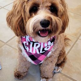 Minnie - Cavapoo