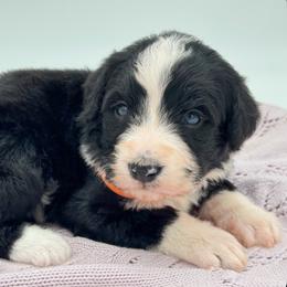 Oreo - Black and white female Bernedoodle puppy in Claremont, North Carolina from Magnolia Grove Farms