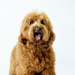 Asher - Australian Labradoodle
