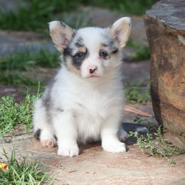 American Corgi, Cardigan Welsh Corgi, and Pembroke Welsh Corgi Puppies from Diamond Corgis
