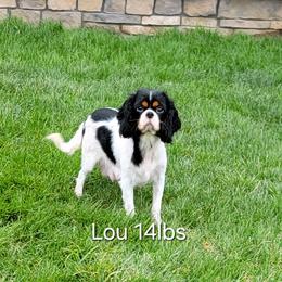 Lou - Cavalier King Charles Spaniel