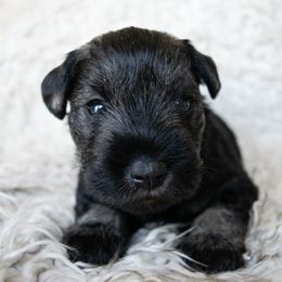 Surge - Salt and pepper male Miniature Schnauzer puppy in Folkston, Georgia from Poplar Creek Miniature Schnauzers