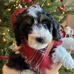 Angel - Black and white female Bernedoodle puppy in Fort Gibson, Oklahoma from Waggle Doodles