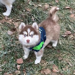 Pomsky Puppies from Midnight Sun Pomskies