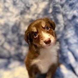 Saja - Tri-color male Border Collie puppy in Decatur, Alabama from Phantom Border Collies