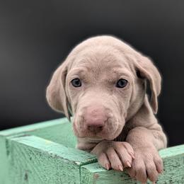 Cyndi - Silver gray female Weimaraner puppy in Evart, Michigan from Drehbar Weimaraners