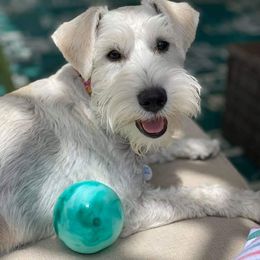 Scarlett - Miniature Schnauzer
