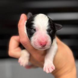 Vandal - Black and white female Border Collie puppy in Kalispell, Montana from North Fork Border Collies