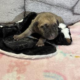 Skunk - Yellow female Black Mouth Cur puppy in Warsaw, Missouri from Heritage Cow Dogs