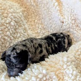 Bergie - Blue merle male Bernedoodle puppy in Sparta, Missouri from Sis' Doodles & Poodles
