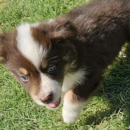 Green - Red tri-color Australian Shepherd puppy in Crowell, Texas from Ardent Aussie Acres