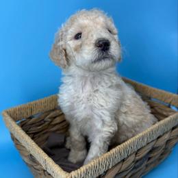 Banana cream - White male Sheepadoodle puppy in Greeneville, Tennessee from Smokey Mountain Sheepadoodles