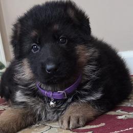 Male Puppy 3 - Black and red male German Shepherd puppy in Pocono Ranch Lands, Pennsylvania from Vom Haus Pharoah German Shepherd