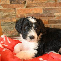 Bordoodle Puppies from Indiana Bordoodles