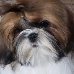 Shih Tzus from WillowCreek Mountain View Shih Tzu