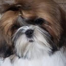 Shih Tzus from WillowCreek Mountain View Shih Tzu