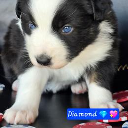 Diamond - Black tri female Miniature Australian Shepherd puppy in Powell Butte, Oregon from Willow Lane Ranch