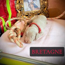 Bretagne - Silver gray female Weimaraner puppy in Talking Rock, Georgia from North Georgia Weims