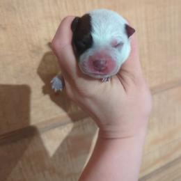 Boy 3 - Blue speckled male Australian Cattle Dog puppy in Tulsa, Arkansas from Red Desert Australian Cattle Dogs