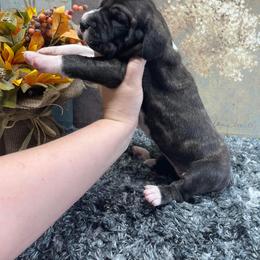 Dachshund and Great Dane Puppies from Ballistic Danes & Dachshunds