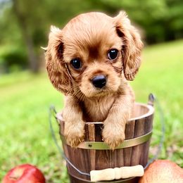 Cavalier King Charles Spaniel Puppies from Ohana Cavalier King Charles Spaniels