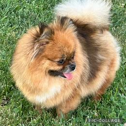 Reyna - Orange sable female Pomeranian puppy in Waterloo, Indiana from Garcias Pomeranian