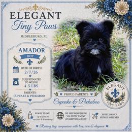 Amador - Black male Mi-Ki puppy in Middleburg, Florida from Elegant Tiny Paws