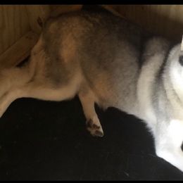 Nikita - Siberian Husky